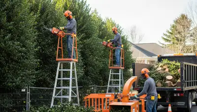 Clearwater, FL tree service removing overgrown shrubs from a residential yard