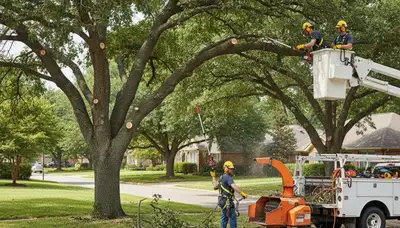 Tree pruning by Clearwater, FL arborist for safer, healthier trees and better curb appeal