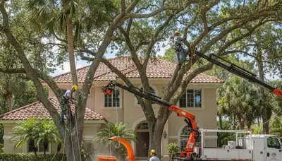 Tree service team in Clearwater, FL providing professional tree removal and trimming services
