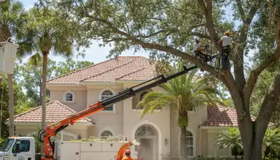 Clearwater, FL tree service team providing professional tree removal and trimming on a residential property