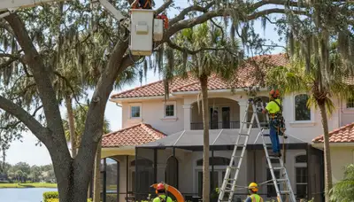 Tree service crew in Clearwater, FL removing a tree for safe property maintenance
