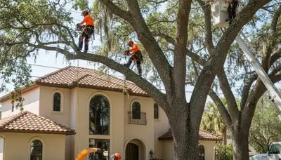 Tree service crew in Clearwater, FL providing professional tree removal for a local property
