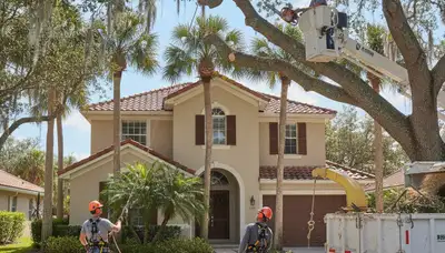 Tree service crew in Clearwater, FL providing safe tree removal and trimming for local homes and businesses