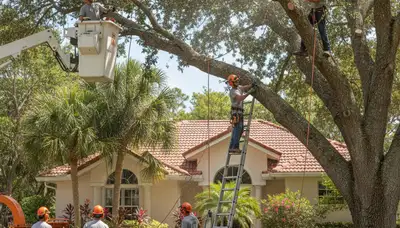 Tree service crew in Clearwater, FL performing professional tree removal for a local property