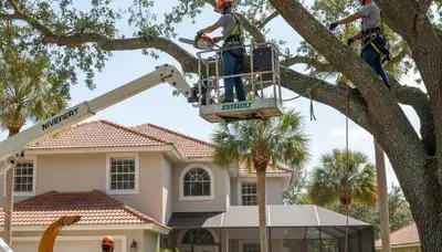 Tree service team in Clearwater, FL providing professional tree removal and trimming for local properties
