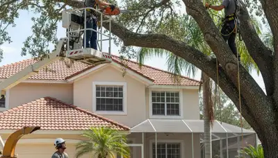 Tree service crew in Clearwater, FL providing professional tree removal and trimming services