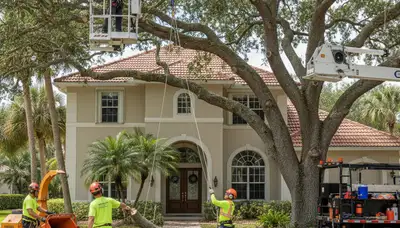 Tree service crew in Clearwater, FL providing professional tree removal and trimming services
