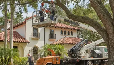 Tree service crew in Clearwater, FL providing professional tree removal and trimming services