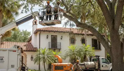 Tree service crew in Clearwater, FL providing professional tree removal and trimming services