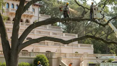 Tree service crew in Clearwater, FL providing professional tree removal and trimming services