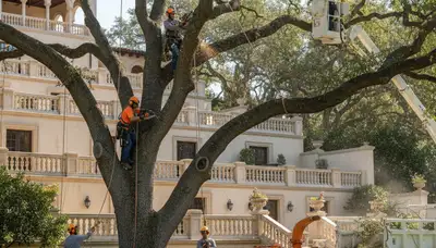 Tree service crew in Clearwater, FL providing professional tree removal on a residential property